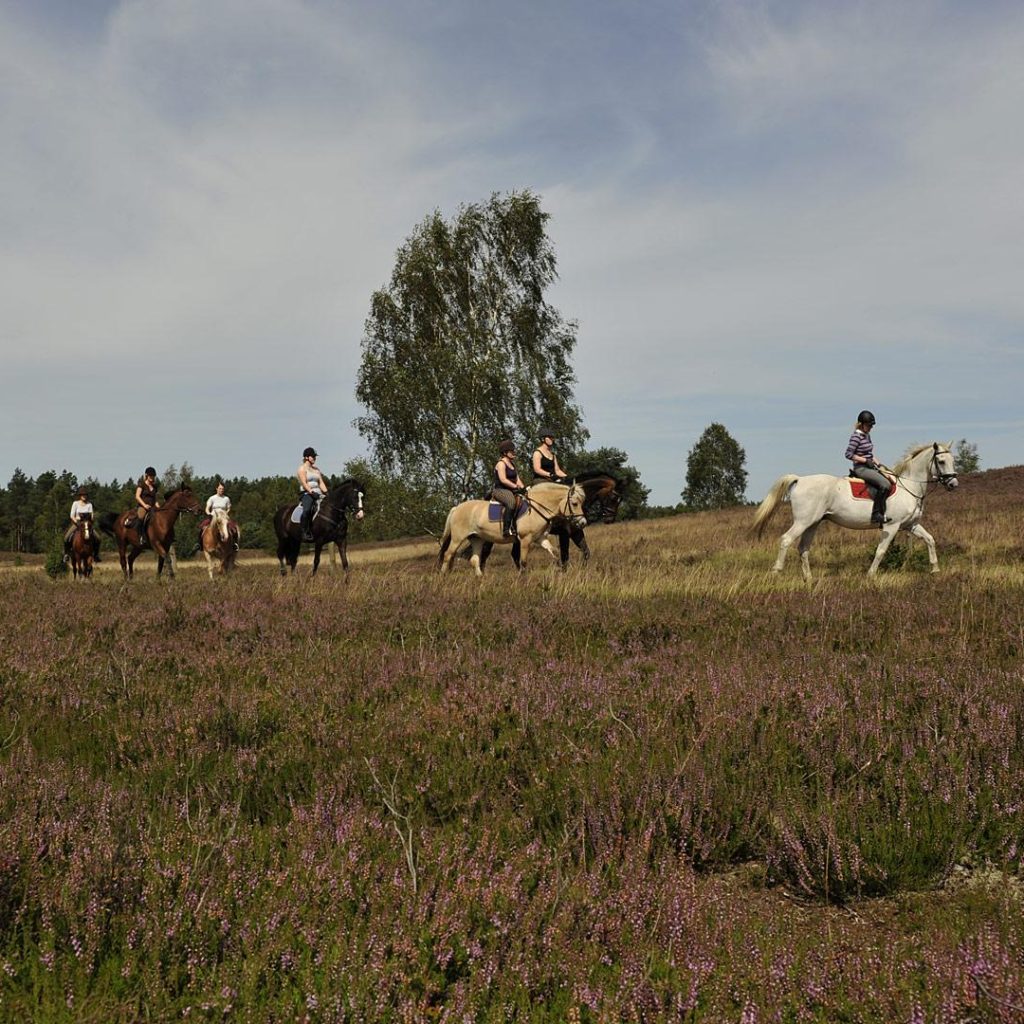 Familienausflug zu Pferd in der Lüneburger Heide