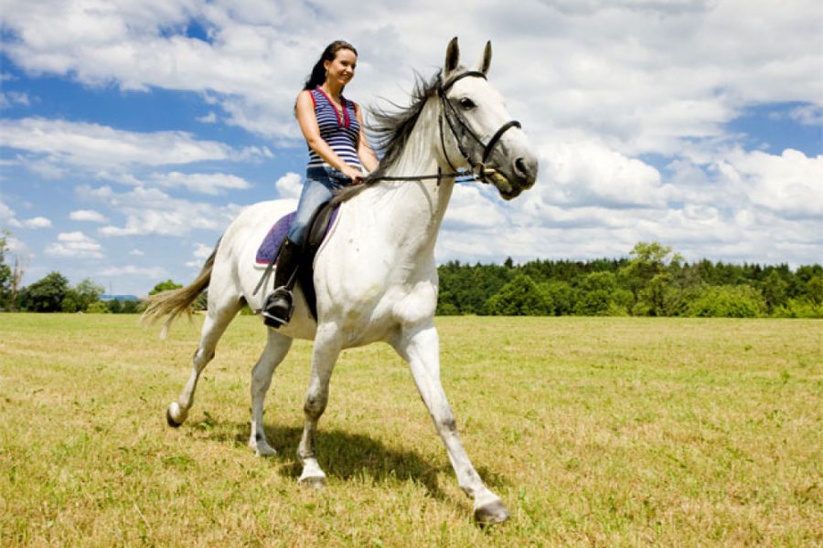 Конная прогулка 1 час