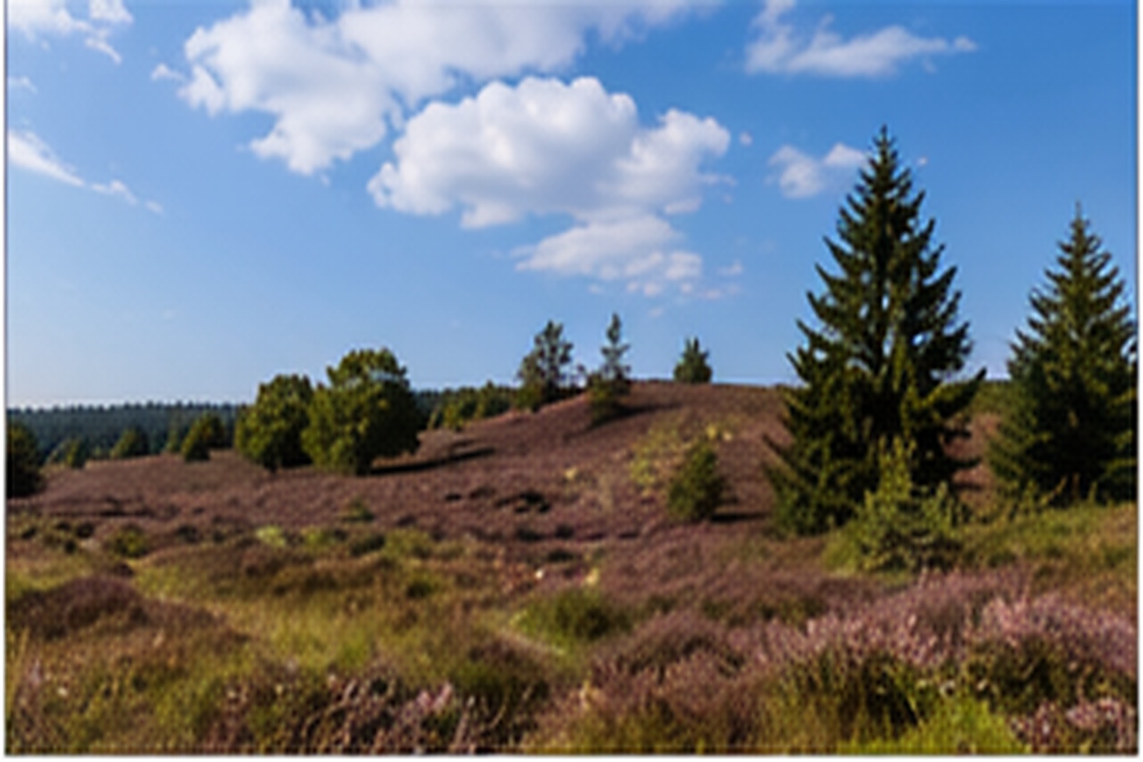 Naturweg in der Lüneburger Heide